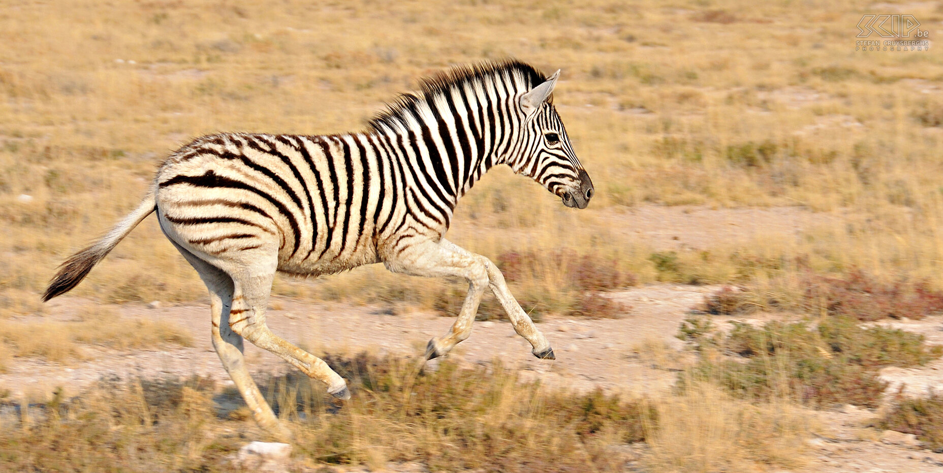 Etosha - Young zebra  Stefan Cruysberghs